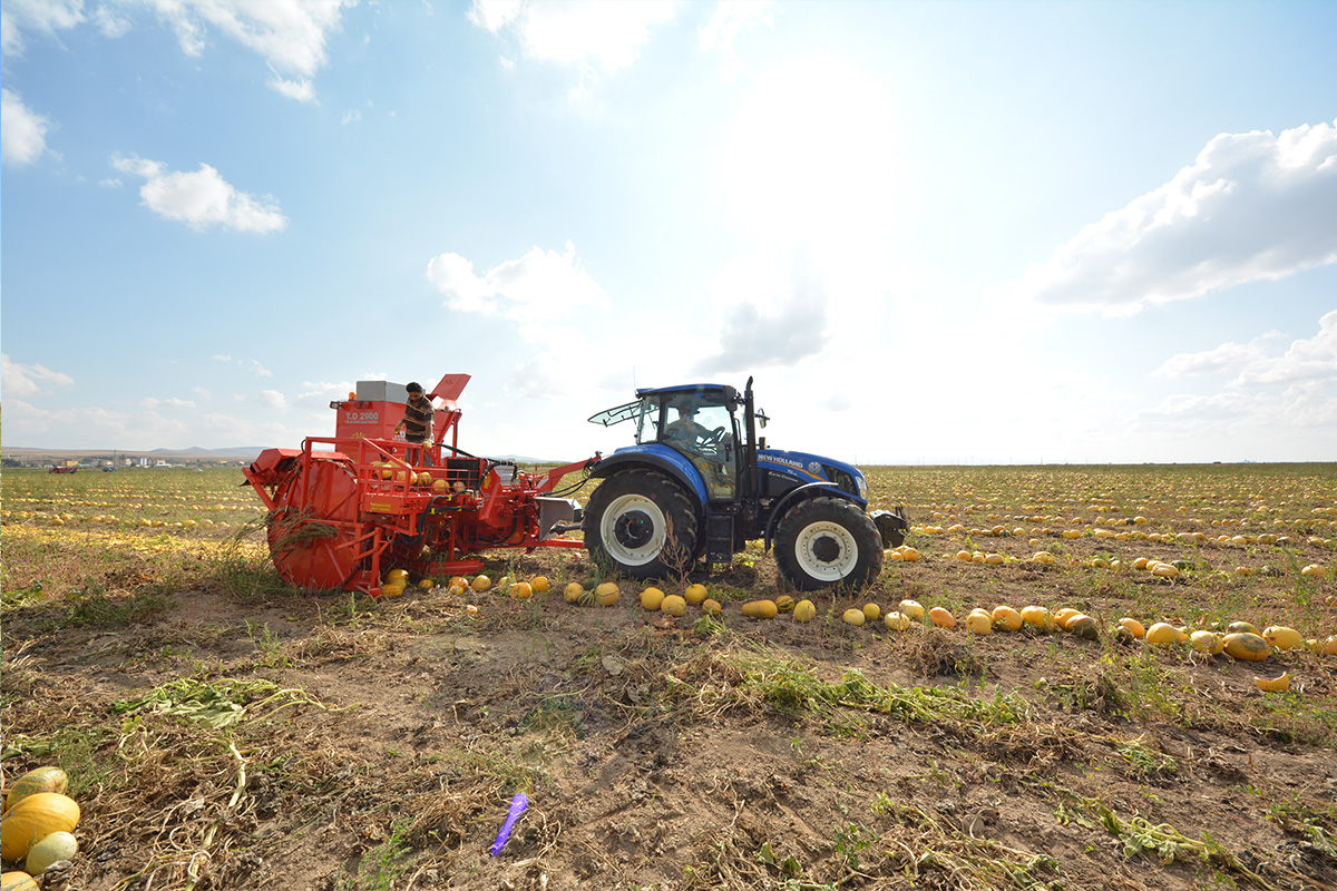 T.D. 2900 Pumpkin Seed Extracting Machine