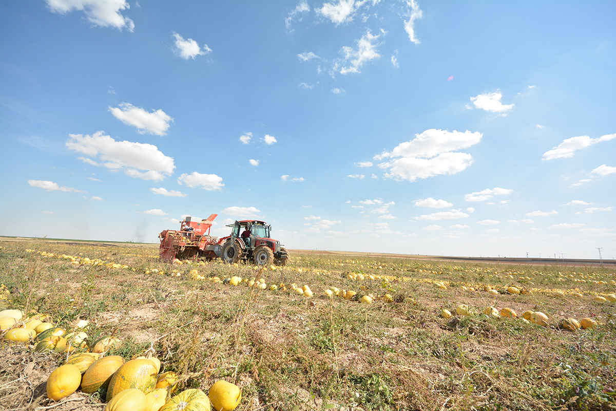 T.D. 2900 Pumpkin Seed Extracting Machine