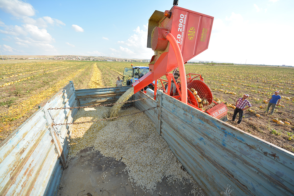 T.D. 2900 Pumpkin Seed Extracting Machine