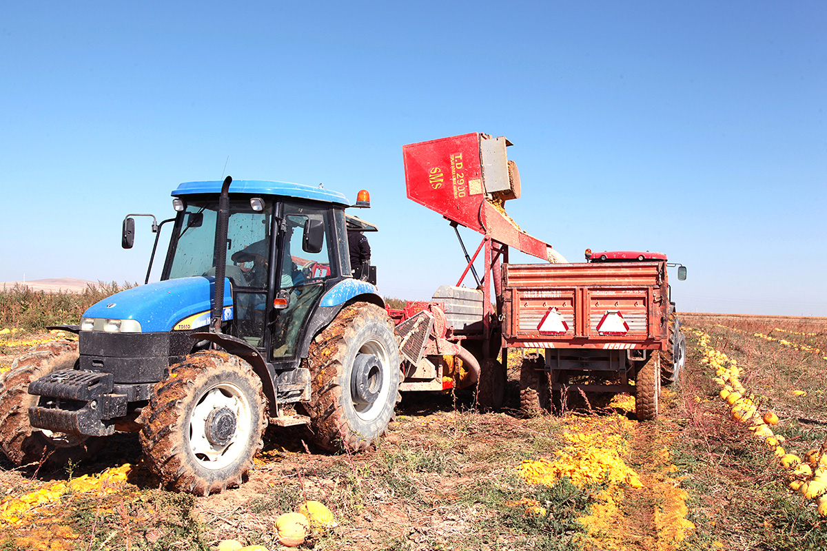 T.D. 2900 Pumpkin Seed Extracting Machine